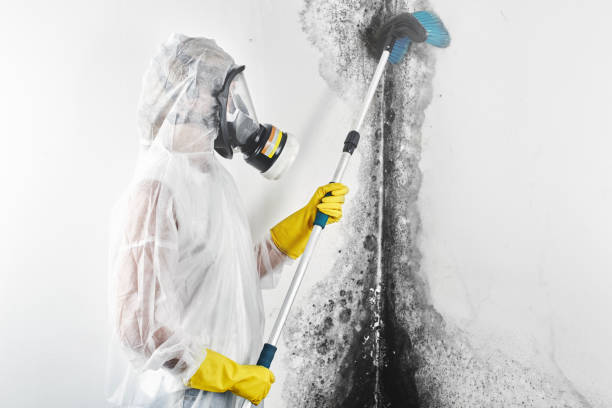 Best Mold Damage Restoration  in Tokeneke, CT