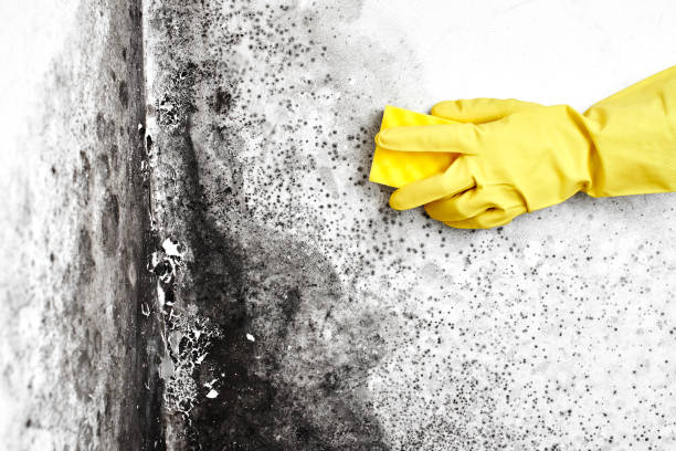Mold Remediation for Vacation Homes in Tokeneke, CT